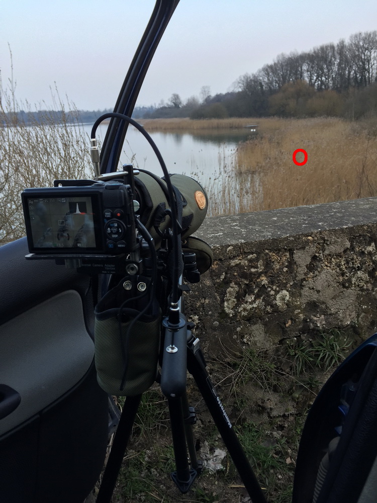 Photographier Les Oiseaux Loign S Quelle Technique Choisir Le